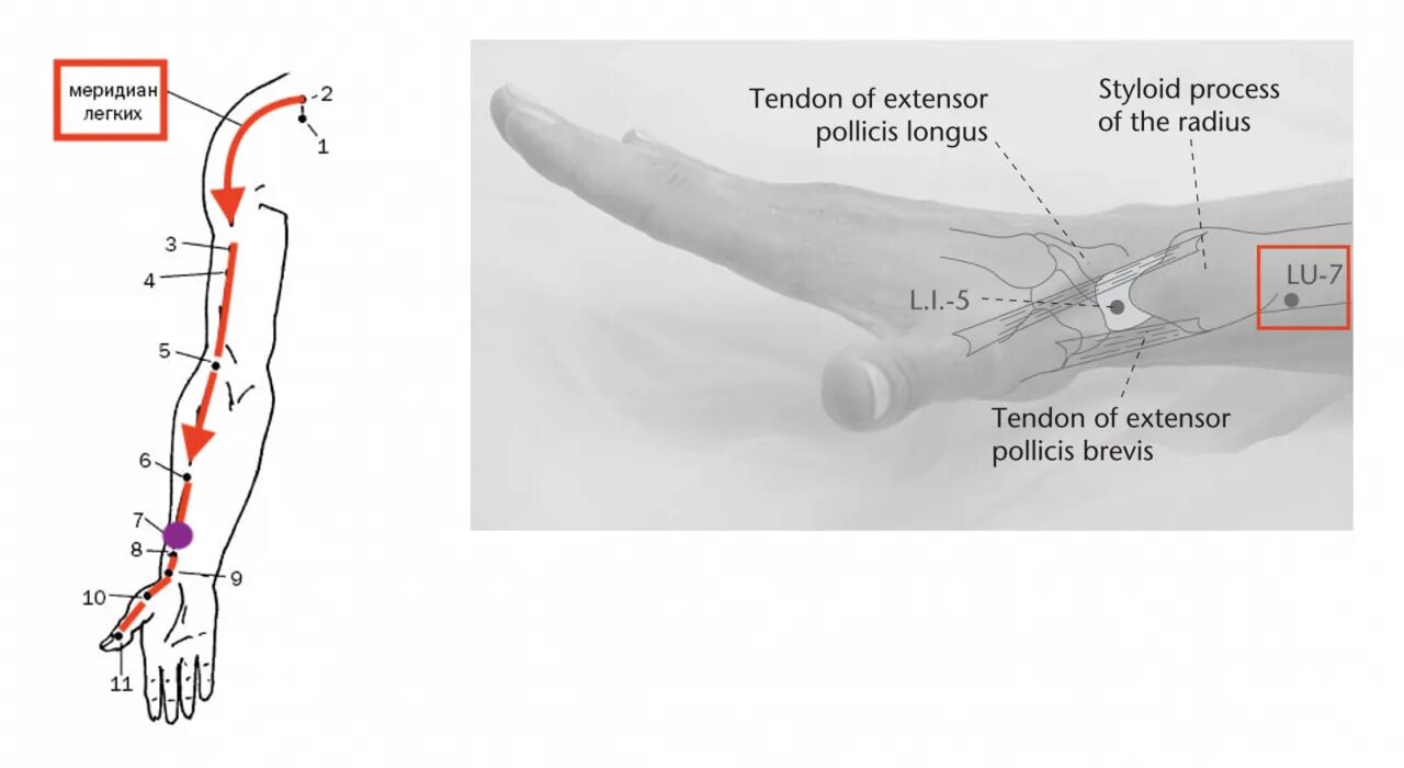 Найти точку дж. Ле Цюе точка акупунктуры. Ле-Цюе точка расположение. Топография акупунктурных точек меридиана легких.. Точка Ле-Цюэ как найти.