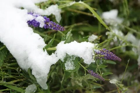 Ах кабы на цветы не морозы распечатать