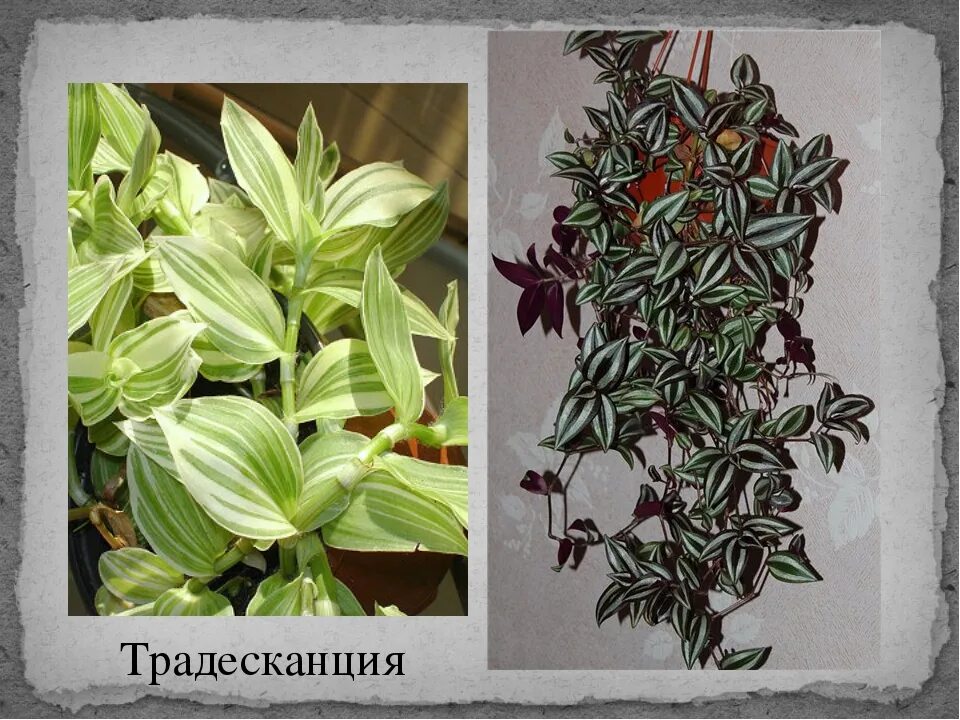 Как размножается традесканция. Традесканция зебрина зеленая. традесканция зебрина пурпурная. традесканция зеленая мелколистная. традесканция рео.