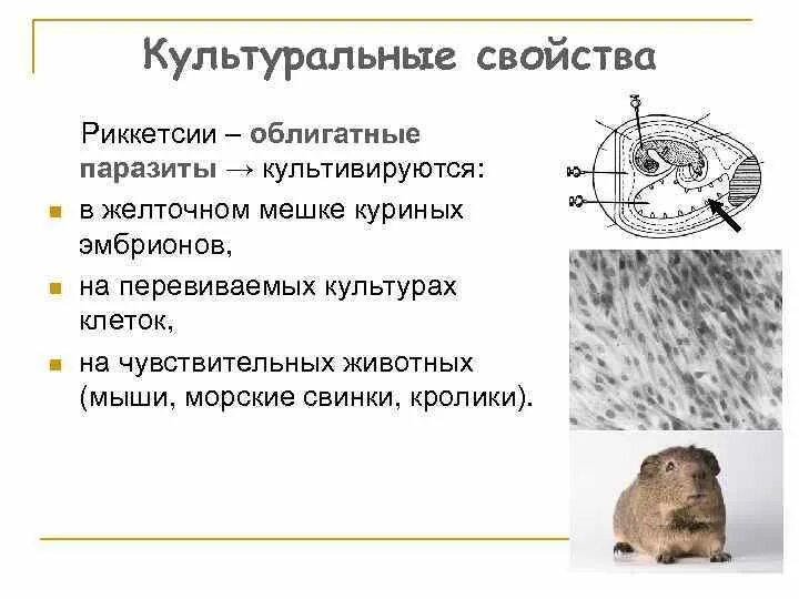 Тип дыхания риккетсий. Риккетсии культивируются в. риккетсии тип дыхания. культуральные свойства риккетсий. риккетсии тип питания.