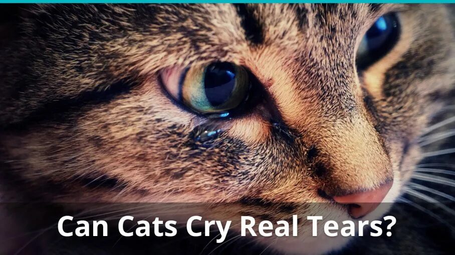 Кошка плачет. Плачущая кошка. Кошак плачет. Котик со слезами. Плачут ли коты