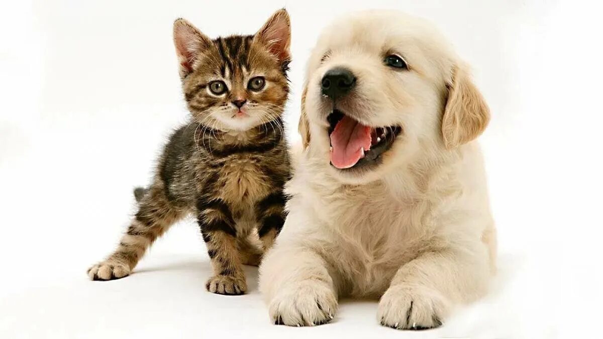 Котят и щенят вместе. Кошки и собаки. щенок и котенок. собака и кошка вместе. красивые собаки и кошки.