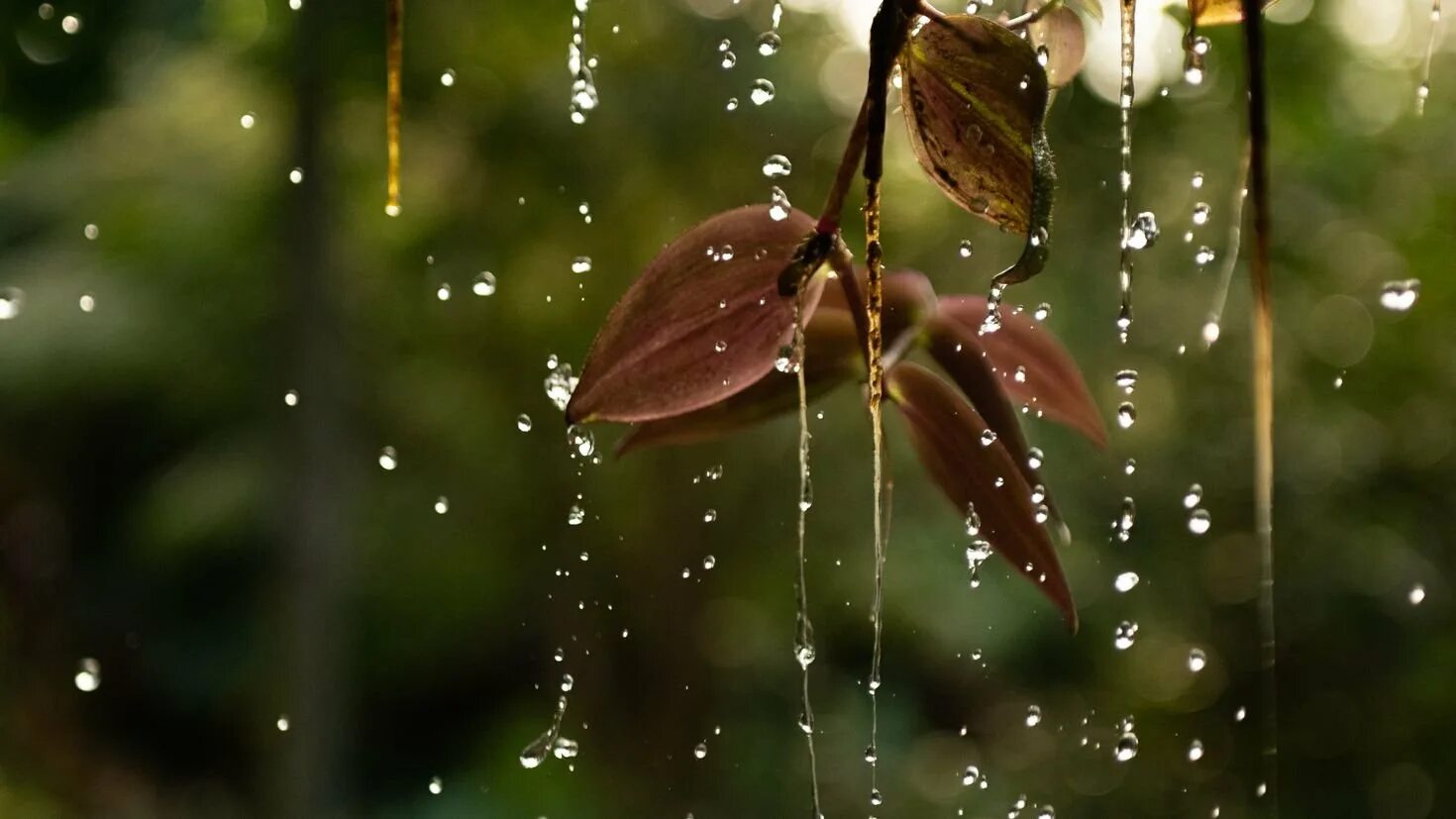 Капли дождя на деревьях. Капли дождя. Капли дождя на листьях. Капли воды на листьях. Макросъемка природа.