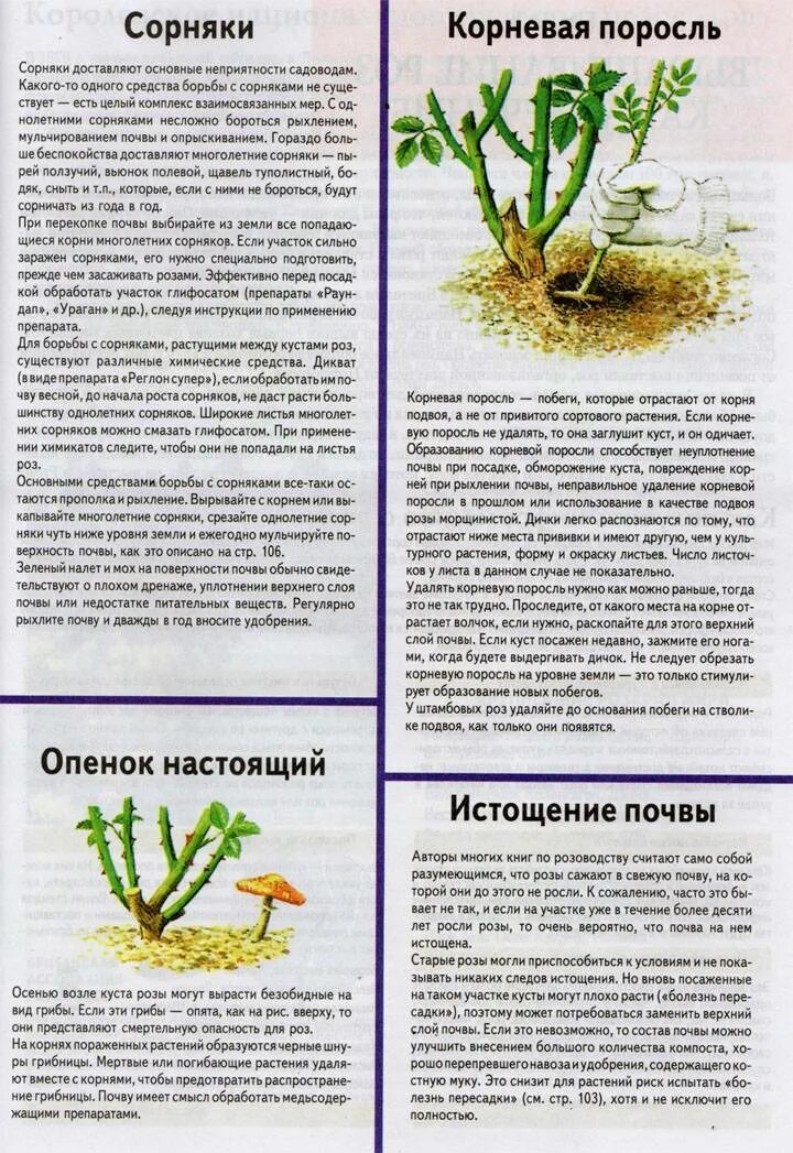 Удалить какой корень. Удалить какой корень