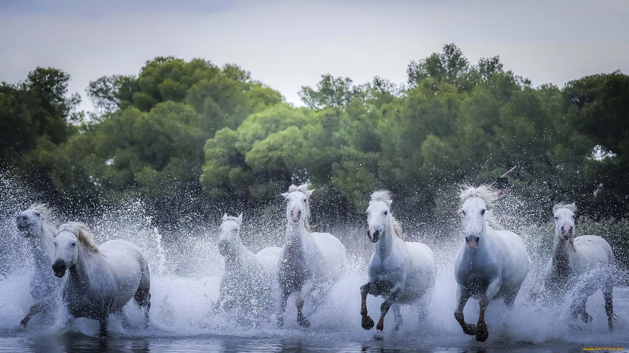 Водяная лошадь это. Камаргу лошадь. Лошадь бежит по воде. Стадо лошадей. Водяная лошадь.