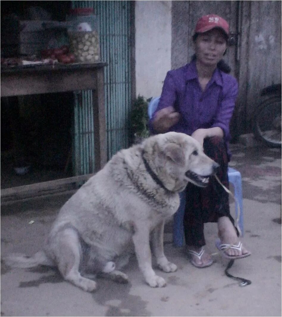 Порода куцехвостый хмонг. Вьетнамский хмонг порода. Хонг вьетнамский собака. Вьетнамский куцехвостый хмонг собака.