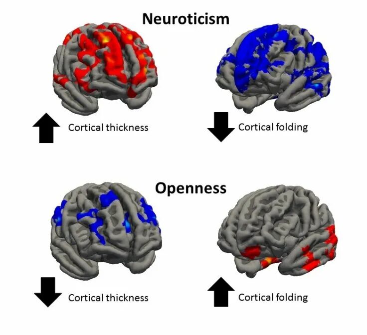Brain structure. Neuroticism.