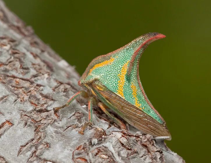 Бразильская горбатка. Жуки Umbonia spinosa. Жук Горбатка. Жук Горбатка бразильская. Горбатка Umbonia spinosa.