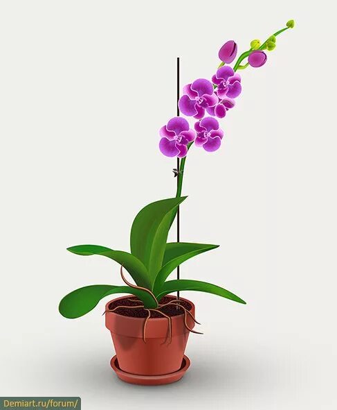 Орхидея в горшке екатеринбург