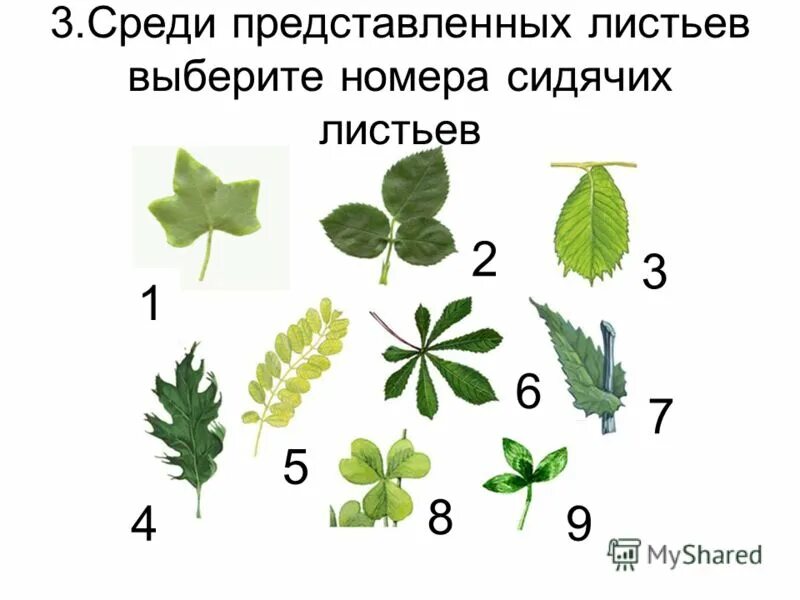 Виды черешковых листьев. Виды черешковых листьев