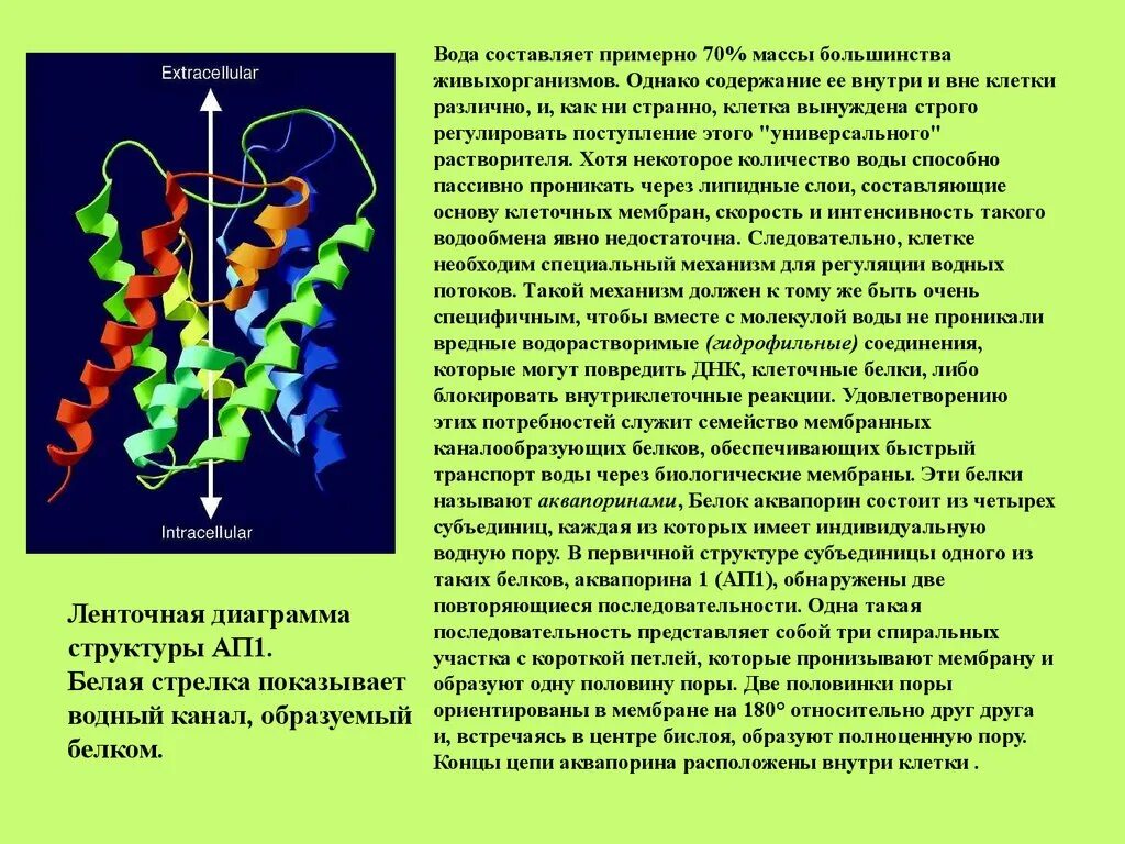 Вода как составляющее клетки. Вода составляет 70 % массы клетки. Транспорт гидрофильных веществ в клетку.