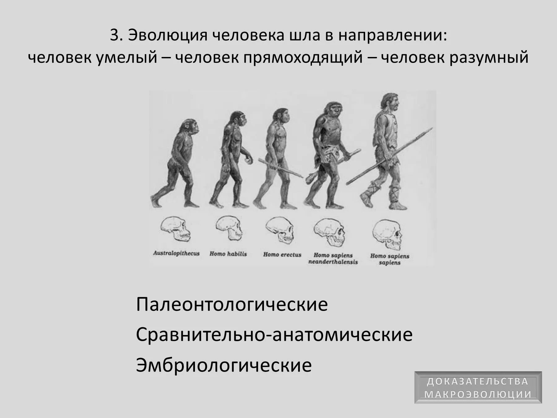 Направления эволюции человека. Эволюция человека умелый разумный прямоходящий. Доказательства эволюции человека. Схема эволюции человека.