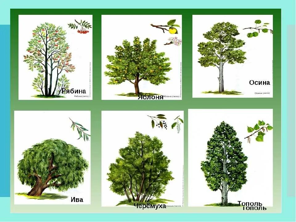 Какие есть лиственные деревья. Тополь, липа, черемуха, береза, ель, сосна. Деревья клен дуб осина ясень. Тополь широколиственный. Семена ивы тополя осины.