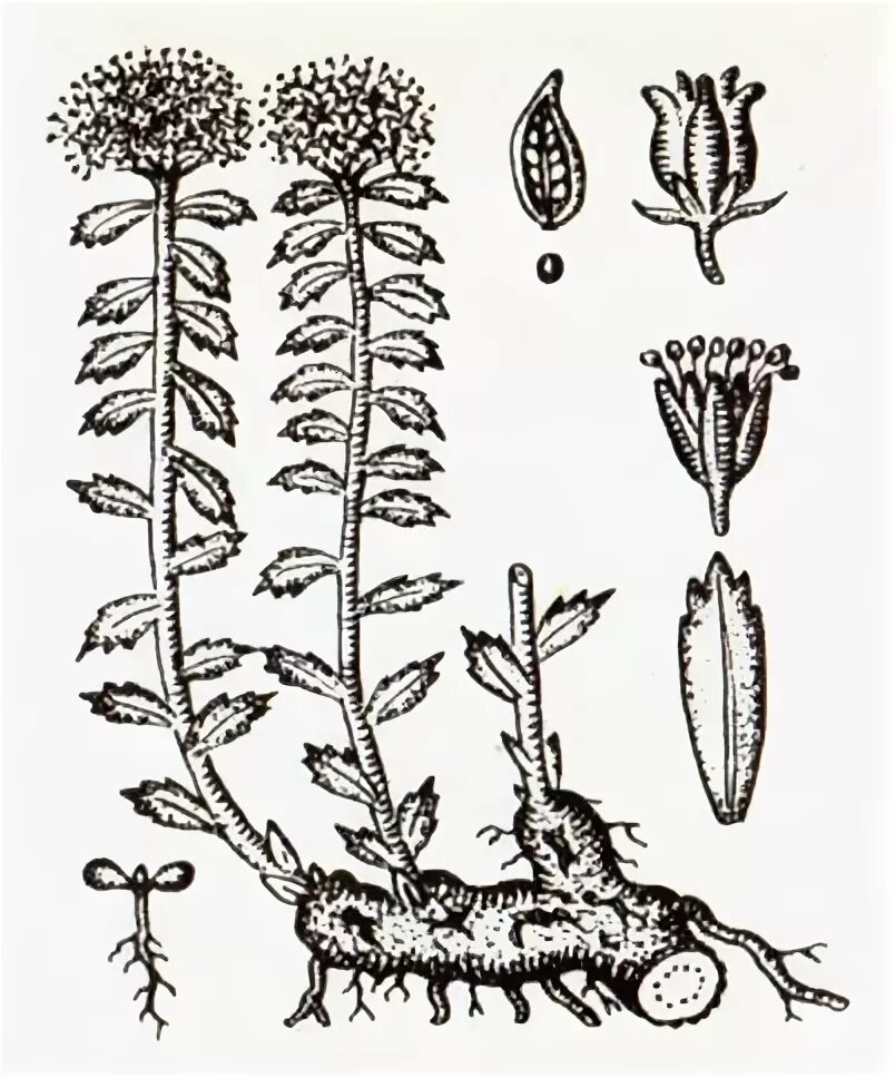 Гипогеогенное корневище. Родиола розовая ботаника. Родиола розовая Ботанический рисунок. Rhodiolae roseae rhizomata et Radices. Родиола розовая корневища с корнями.