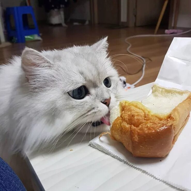 Кот хлеп. Котенок в хлебе. Смешные коты в хлебе. Кот булочка