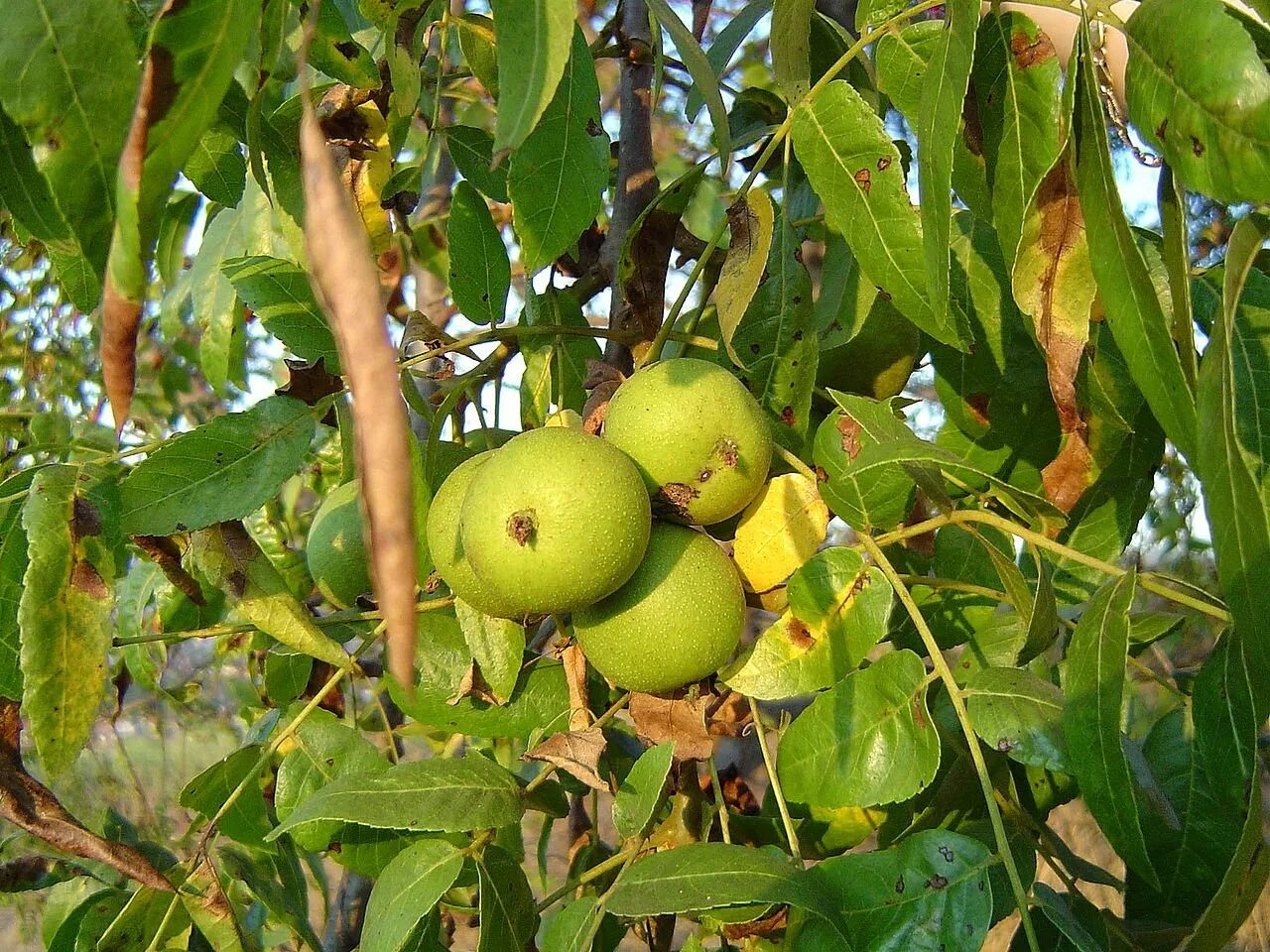 К осени созревают плоды зеленоватые. Орех грецкий (Juglans Regia). Орех калифорнийский дерево. Juglans californica. Орех черный, Juglans nigra.