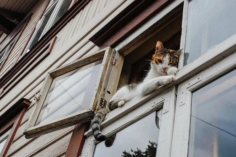 Кот открывает окно. Кошка в форточке. Кот выпрыгивает в форточку. Кот сидит на форточке. Кот из окна.