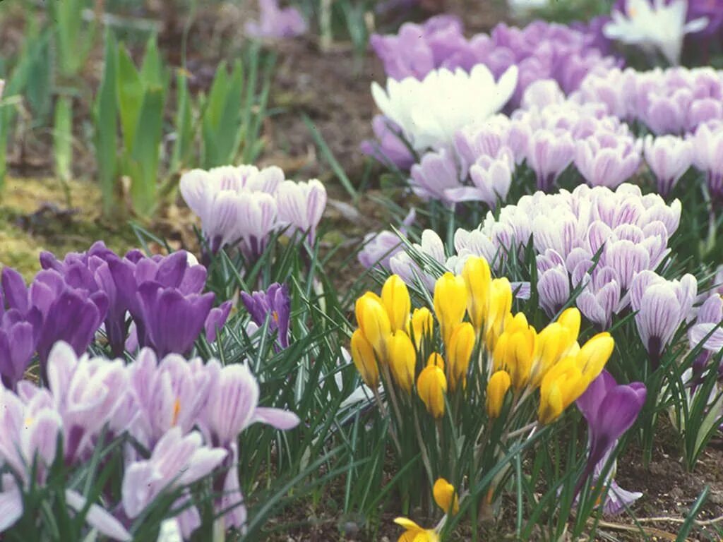 Какой сегодня крокус. Crocus vernus. Крокус Пиквик. Крокус Pickwick. Крокус весенний - Crocus vernus 'Pickwick'.