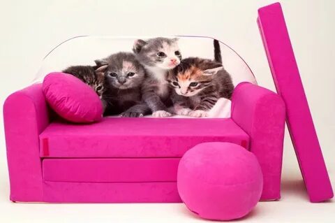 Cat and sofa