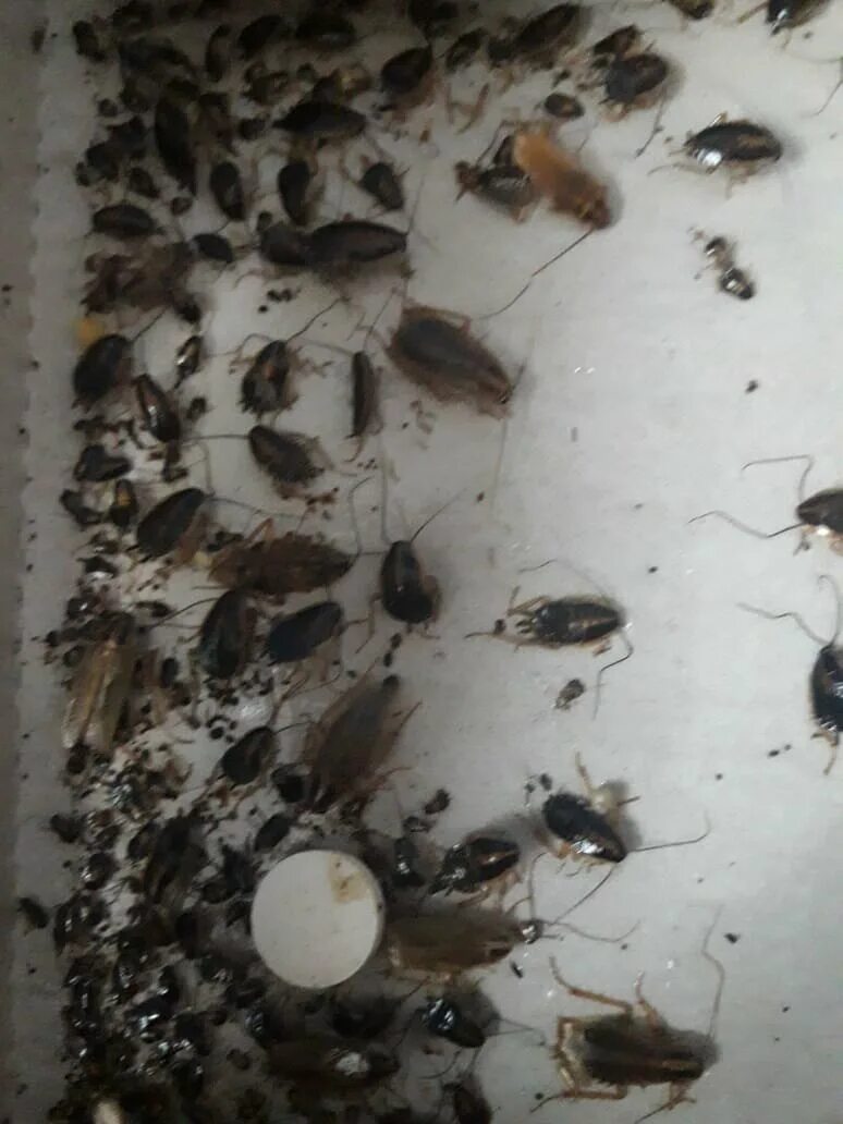 Жук в банке. Ловушки для прусаков. Кухонные тараканы. Как поймать таракана. Ловушки от тараканов в квартире.