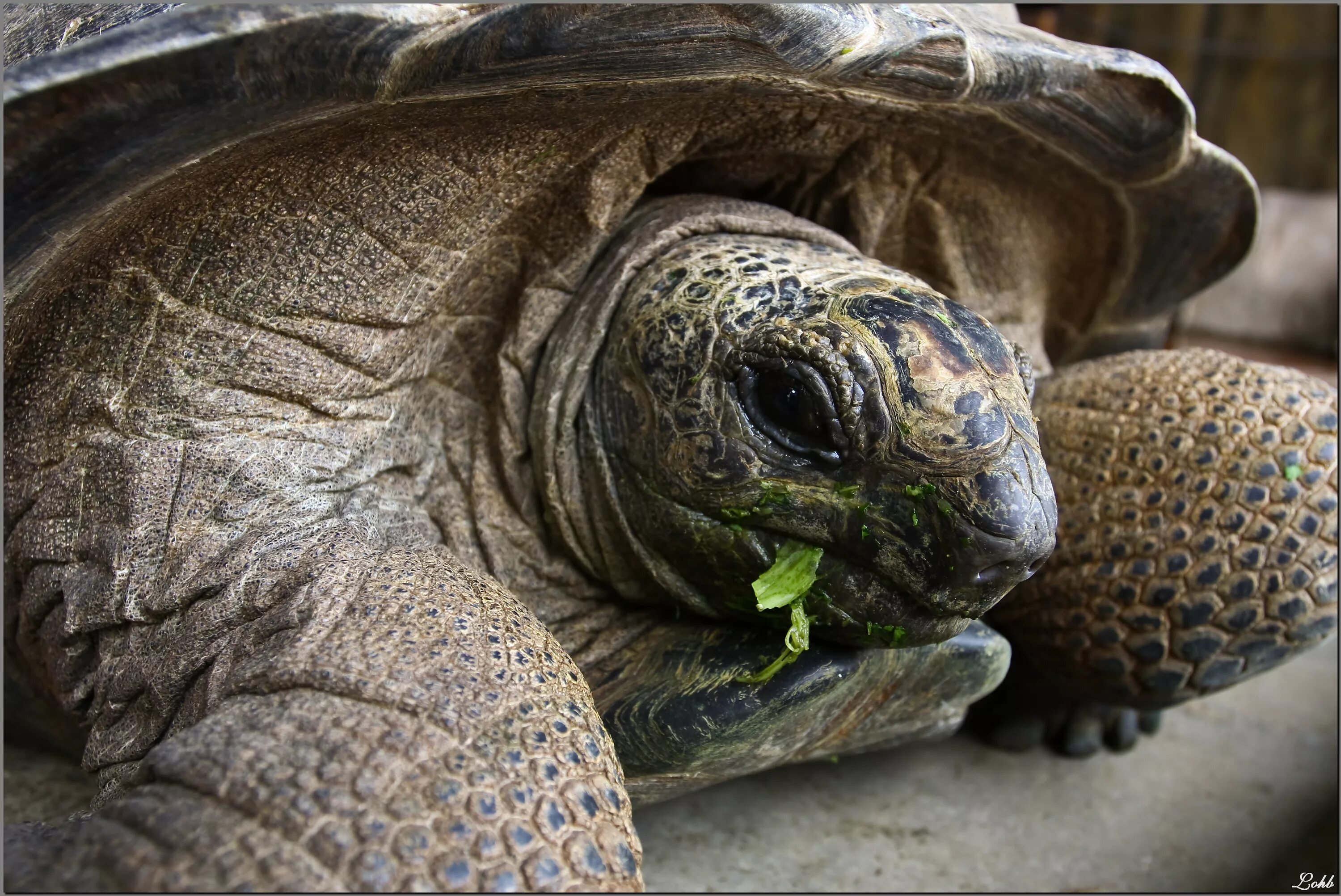 разноцветных черепах. красивые черепахи. бокошейная черепаха. алиса найди черепах. черепаха обои.