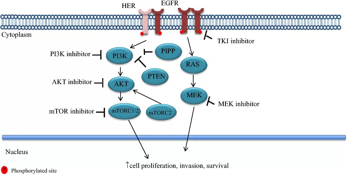 Pi3k Akt MTOR Pathway. Pi3k/Akt. Pi3k. Pi3k Akt сигнальный путь. 3.3 k