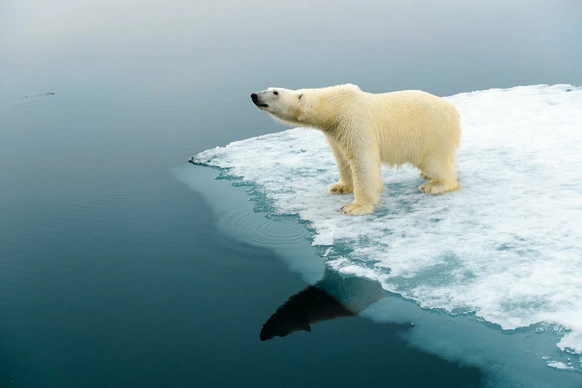 Белый медведь (лаптевская популяция). Таяние ледников в арктике. Популяция животных ямала белый медведь. Белый медведь арктических пустынь. Белый медведь в природе.