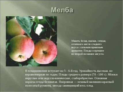 Происхождение сорта яблони