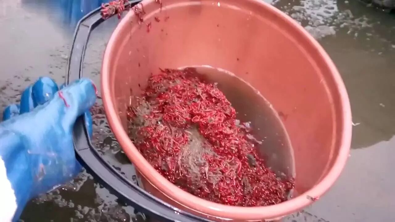 Как кормить замороженным мотылем