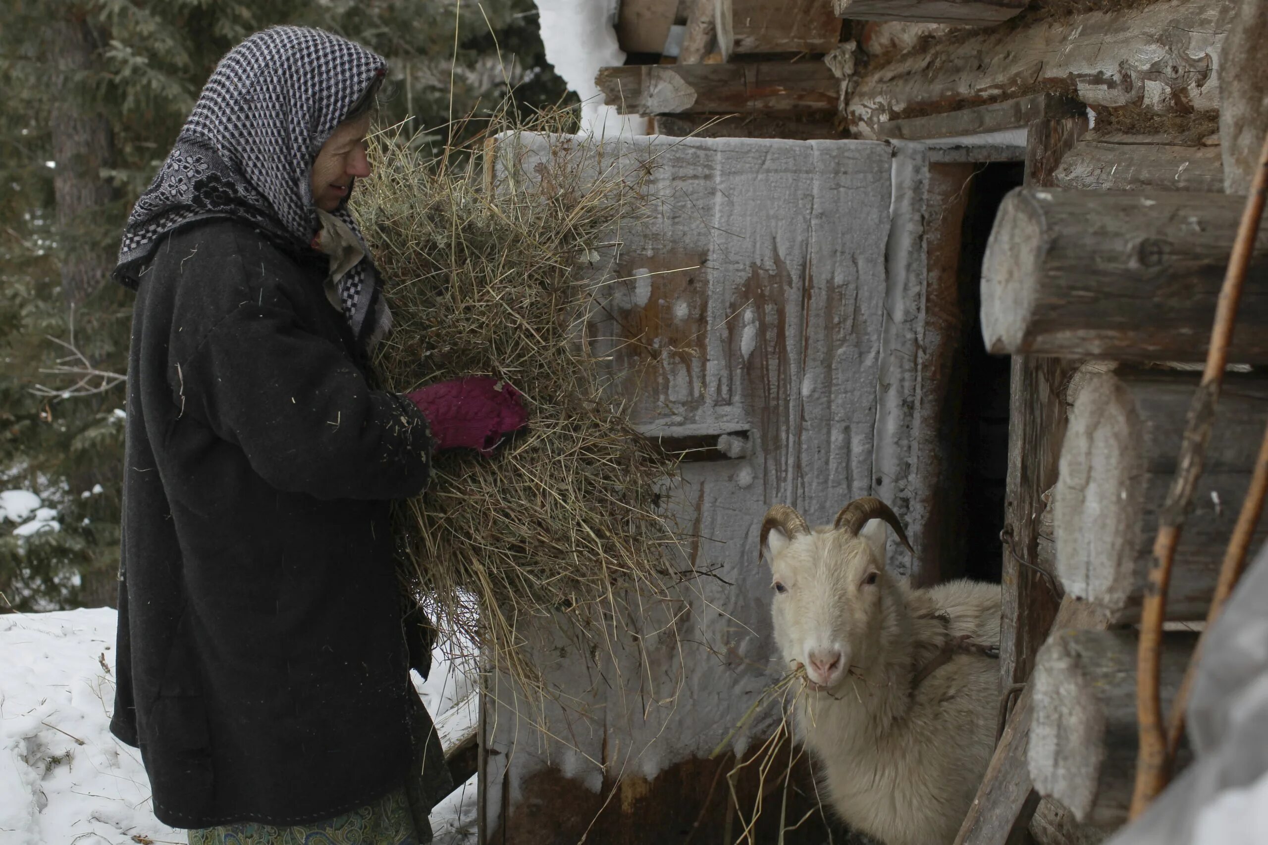 Быт людей в тайге