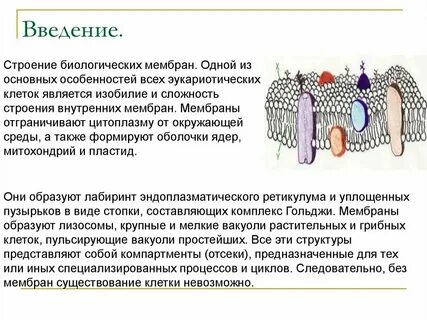 Основные функции биологической системы