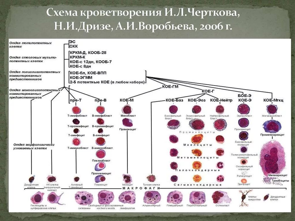 Стадии развития крови. Схема кроветворения стадии. Схема кроветворения человека Быков. Эмбриональное кроветворение схема. Схема развития форменных элементов крови.