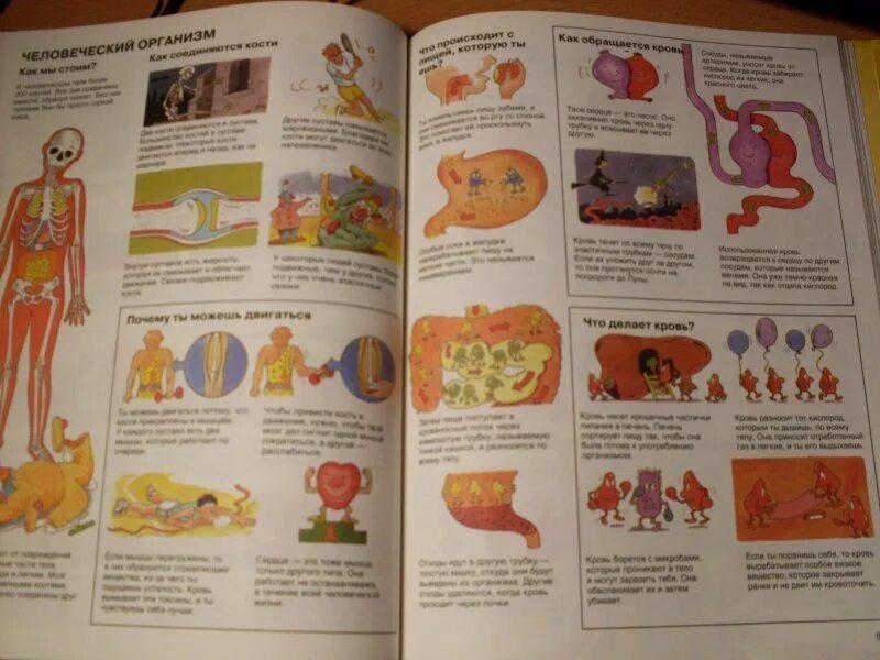 Энциклопедия росмэн. Большая энциклопедия животного мира книга. Книга энциклопедия читать. Прочитать энциклопедию. Моя первая энциклопедия.