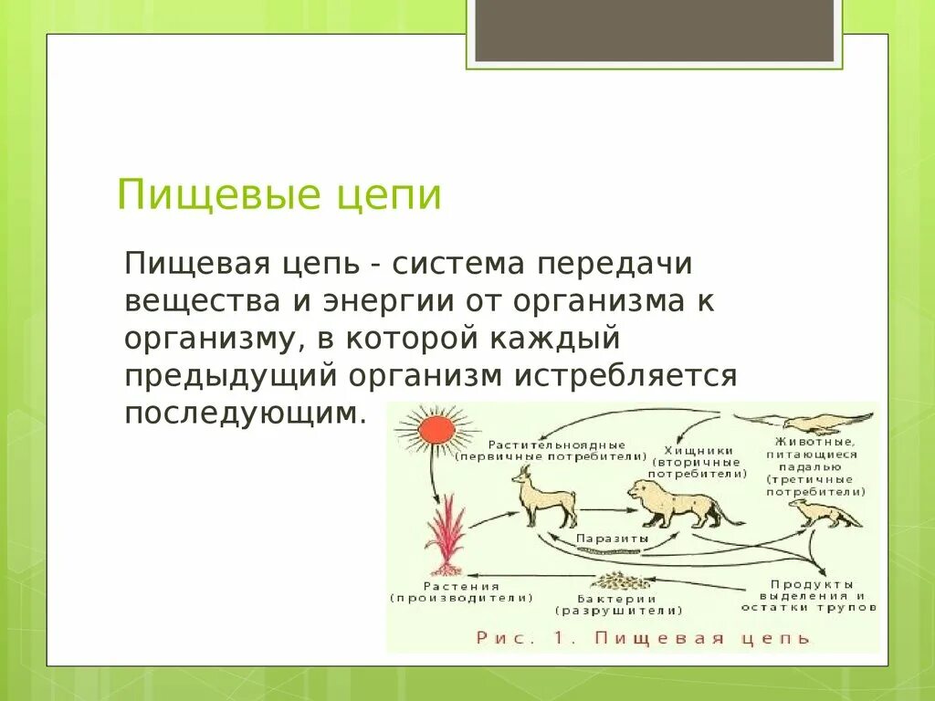 Какова роль производителей в пищевой цепи биология. Понятие пищевая цепь. Пищевая цепочка определение и пример. Пищевые Цепочки 9 класс биология. Пищевая цепь это в биологии определение.