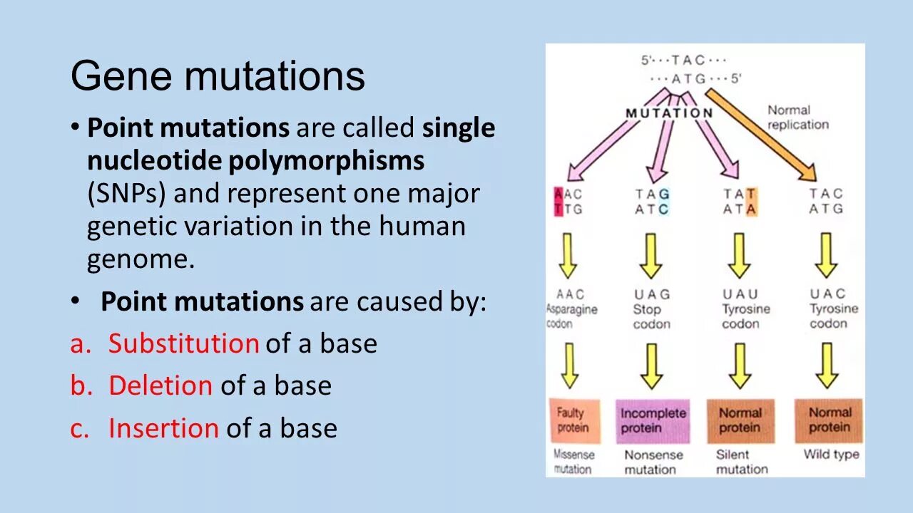 Транскрипция мутация. Genetic polymorphism. Genetic Mutation. Полиморфизм это мутация. Полиморфизм ДНК.