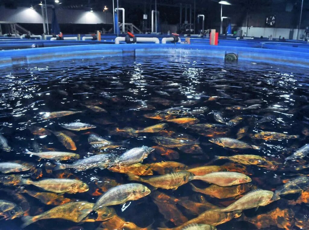 гидропоника в узв. аквакультура форелевое хозяйство. разведение рыб. ферма узв форель. разведение рыб.