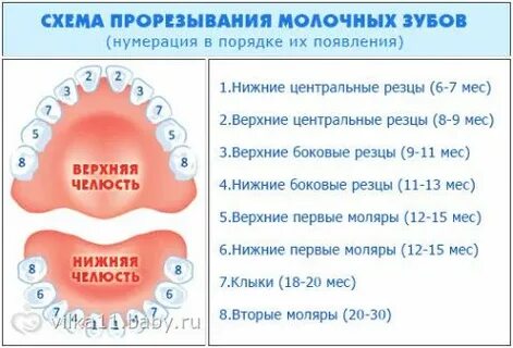 Сколько держится температура когда лезут зубы