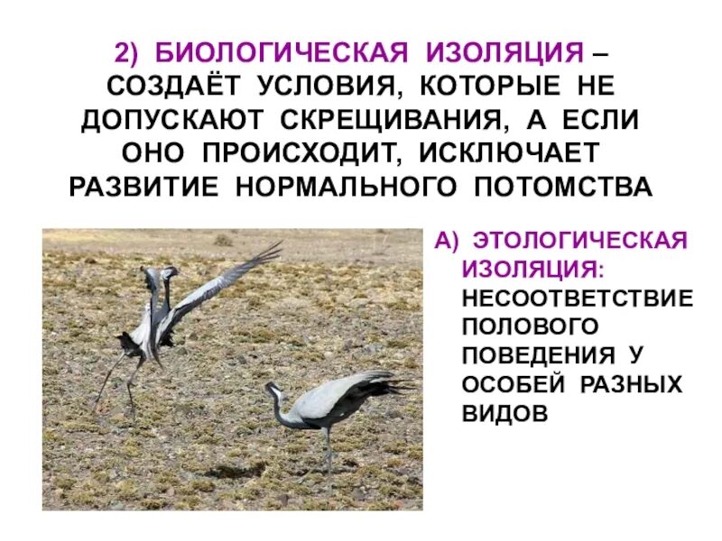 Изоляция виды изоляции биология. Изоляция эволюционный фактор кратко. Типы изоляции в биологии. Что такое изоляция в биологии. Виды изоляции.