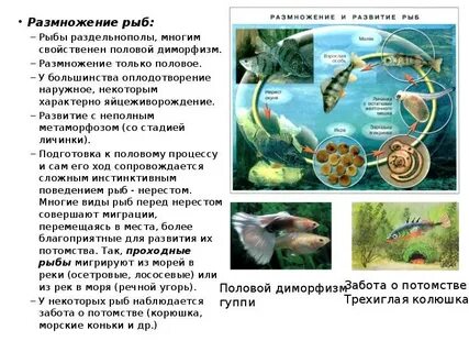 Для рыб характерно оплодотворение