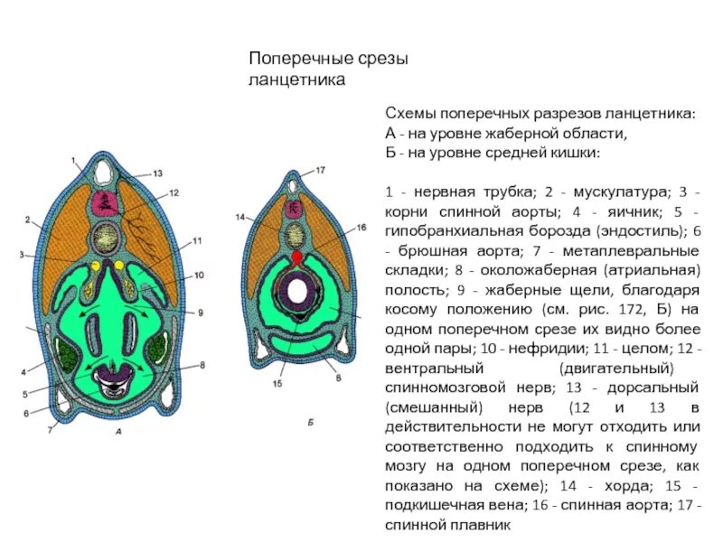 Поперечный разрез ланцетника в области жаберного отдела. Строение ланцетника на поперечном срезе. Поперечный срез ланцетника схема. Поперечный срез ланцетника невроцель.