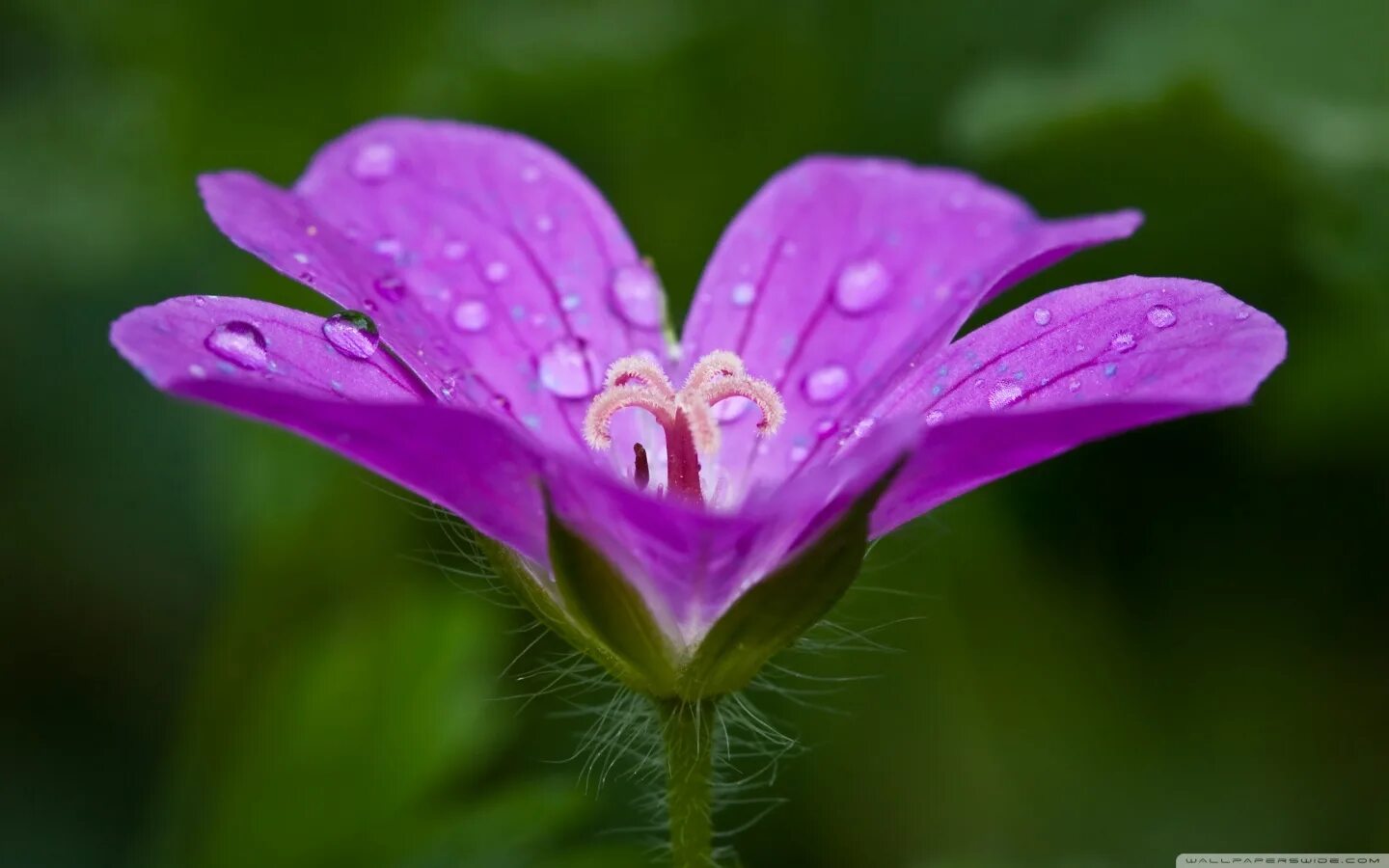 Drop flowers. Цветы в росе. Цветочек с росой. Капелька на цветке. Роса на цветах.