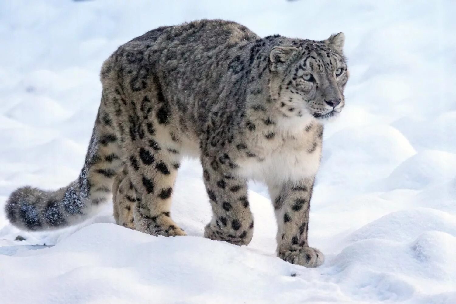 Snow leopard 2