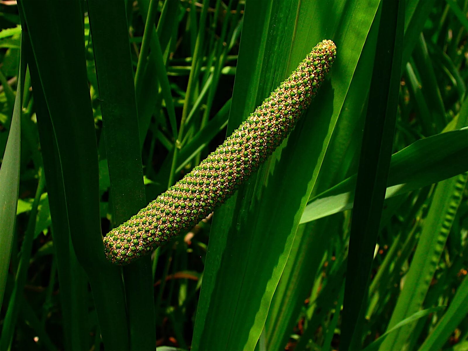 Аир цветок. АИР обыкновенный - Acorus Calamus. АИР болотный (Acorus Calamus). АИР обыкновенный (Acorus Calamus l.). АИР обыкновенный (а. болотный) - Acorus Calamus..