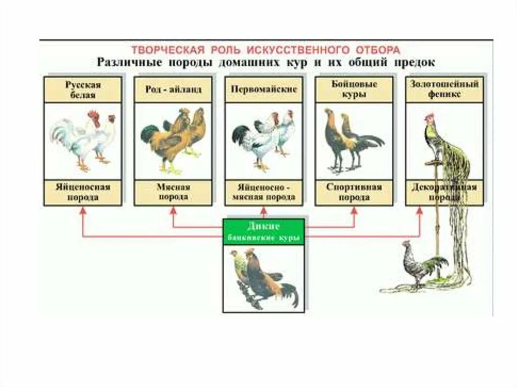 Схема искусственного отбора по дарвину. Таблица естественный и искусственный отбор 11 класс. Материал для отбора — наследственная изменчивость. Эволюция понятия культура. Основные теории эволюции таблица.
