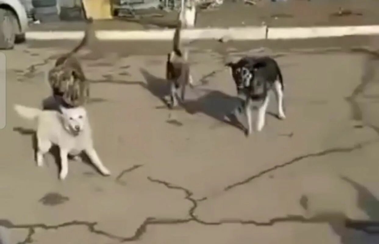 Нападение собак в Астрахани. В Астрахани стаи собак атакуют. Нападение собаки в новинках. Нападение собак видео