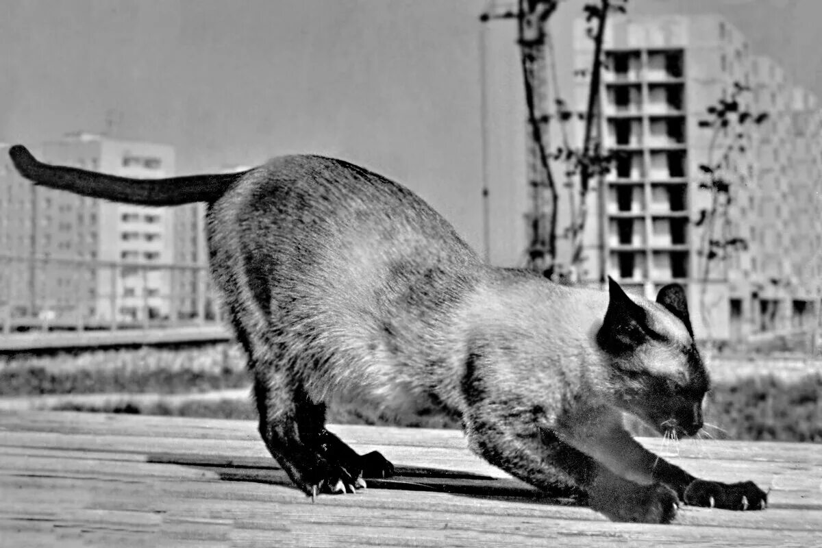 Долгожданной гитаре я тихо прильну осторожно. Ноты лирической песни. Я на нервах. Дан спэтару от зари до зари. К долгожданной гитаре я тихо прильну.