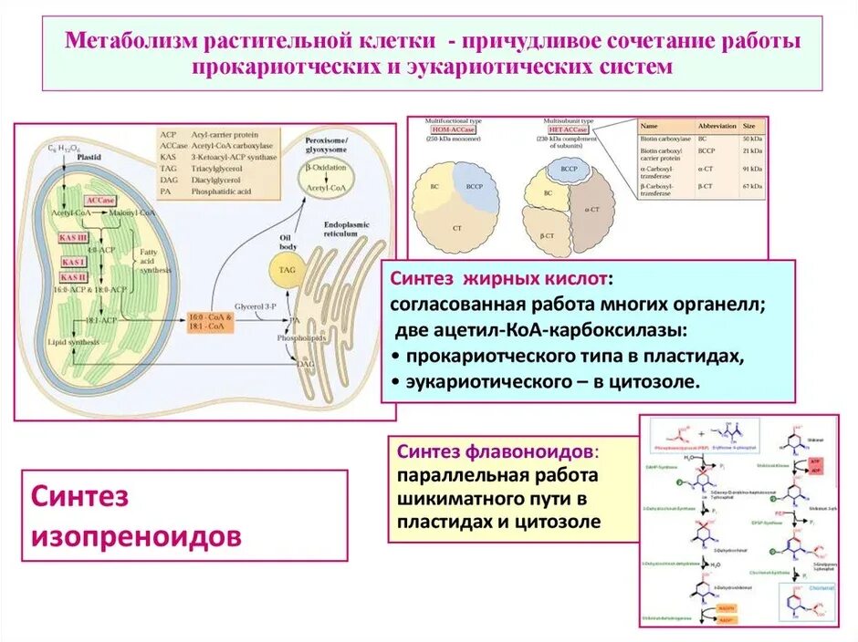 Этапы энергетического обмена схема егэ. Метаболические процессы в растительных клетках. Энергообмен в митохондриях. Энергетический обмен схема. Процессы энергетического обмена в митохондриях.
