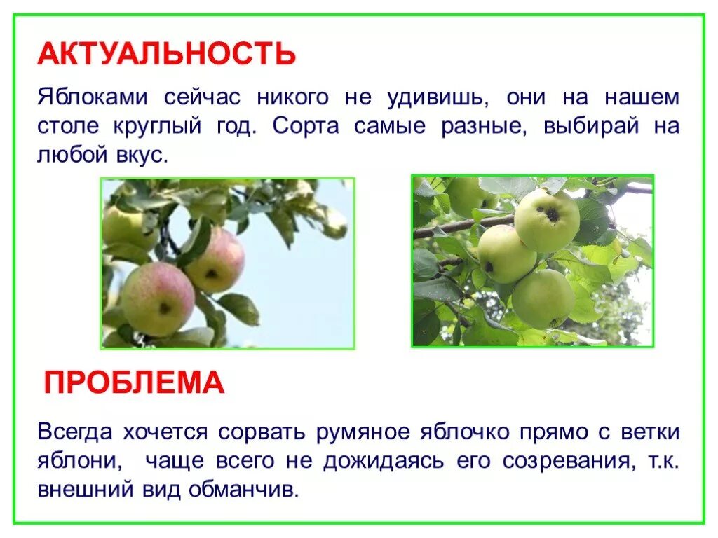 Как используют яблоню. Презентация на тему яблоко. Доклад о яблоке. Презентация на тему яблоня. Рассказ о яблоне.
