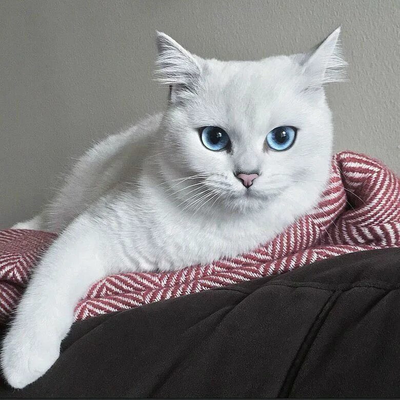 Породы котов с голубыми глазами. Кот Коби. Синеглазый Коби. Британская короткошерстная шиншилла Коби. Британский короткошёрстный кот Коби.