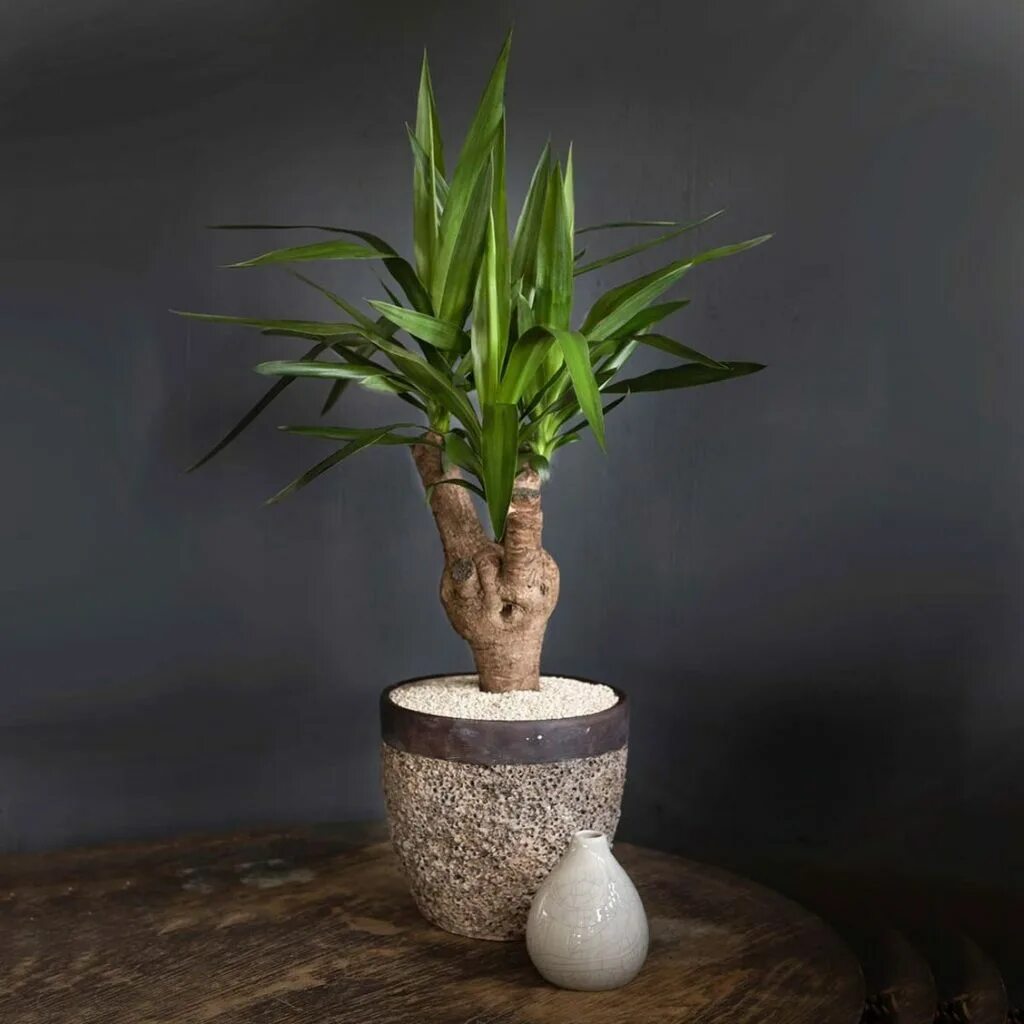 Юкка фото. Юкка Драцена Пальма. Юкка Виппла. Юкка алоэлистная Маргината. Yucca ELEPHANTIPES Юкка слоновая.